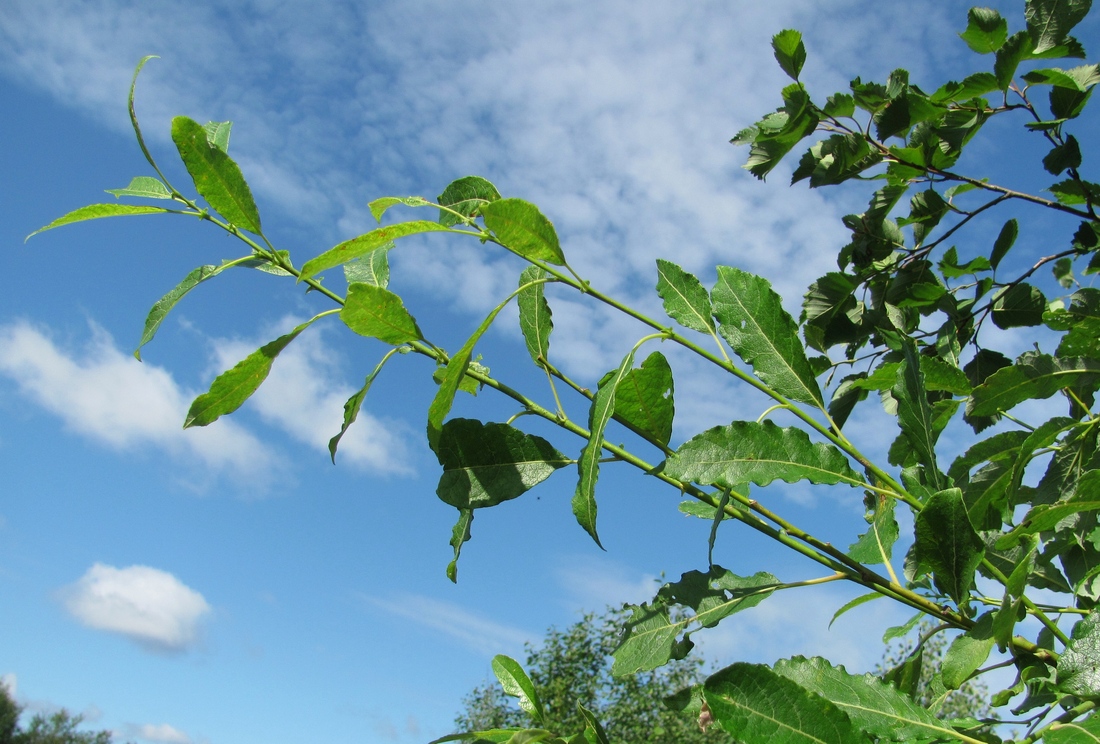 Image of Salix caprea specimen.