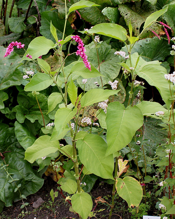 Image of Persicaria orientalis specimen.