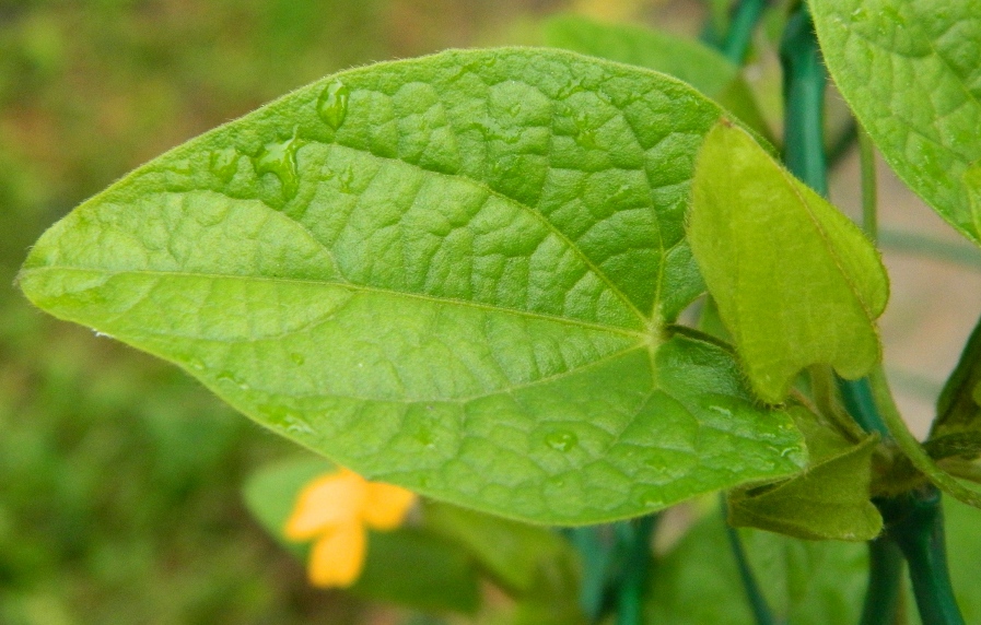 Image of Thunbergia alata specimen.