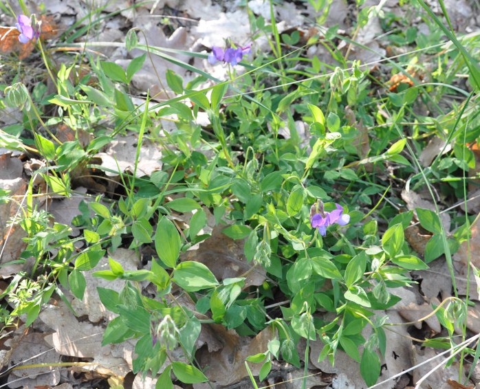 Image of Lathyrus laxiflorus specimen.