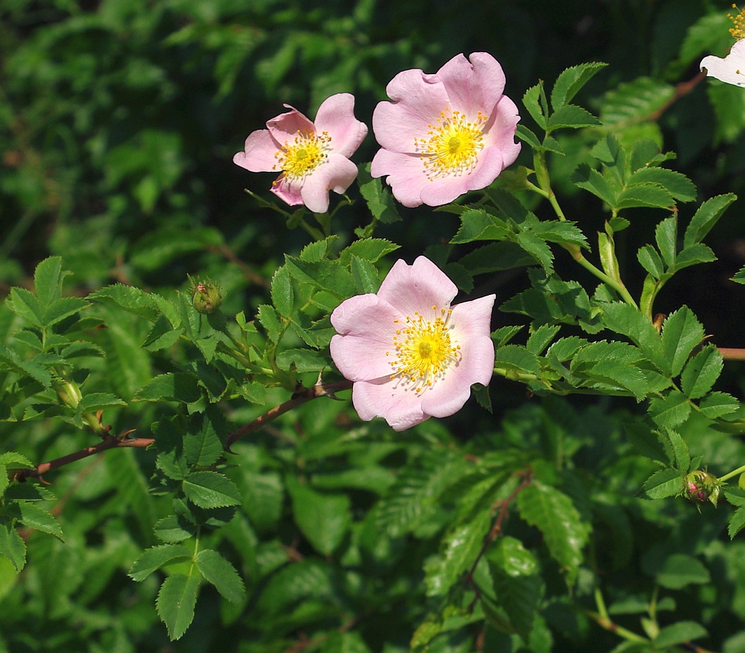 Изображение особи род Rosa.