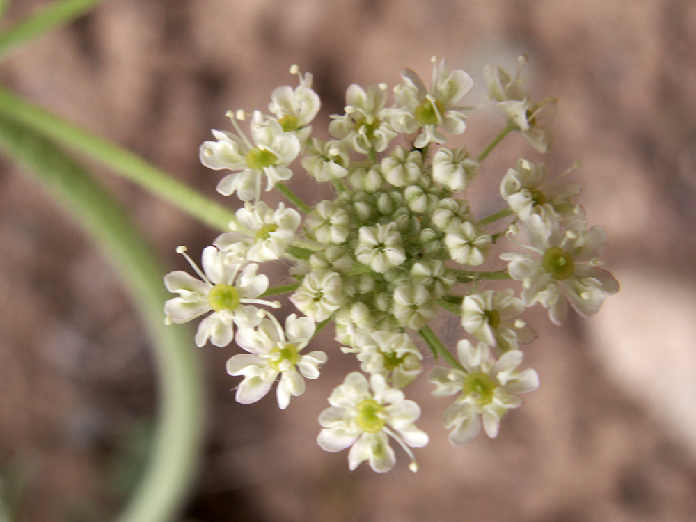 Image of Zosima korovinii specimen.