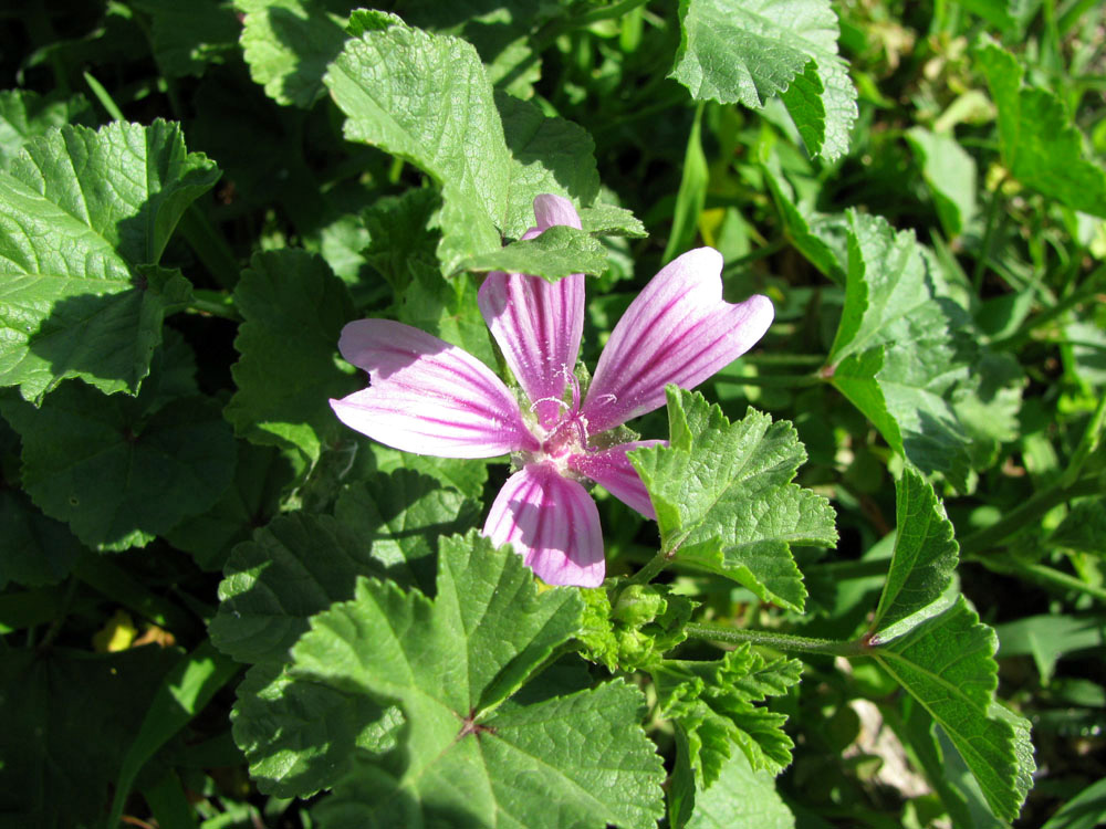 Image of Malva sylvestris specimen.