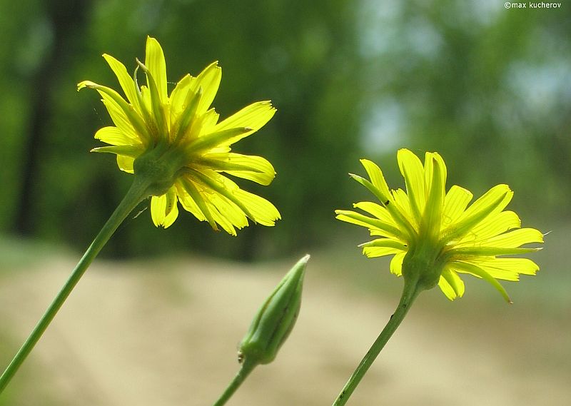 Изображение особи Tragopogon podolicus.