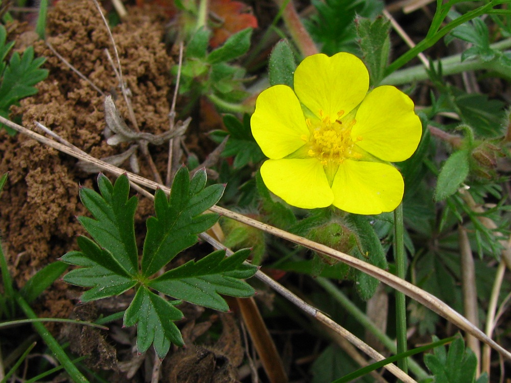 Image of Potentilla heptaphylla specimen.