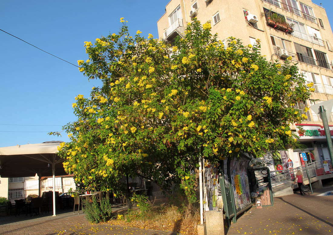 Изображение особи Tecoma castanifolia.