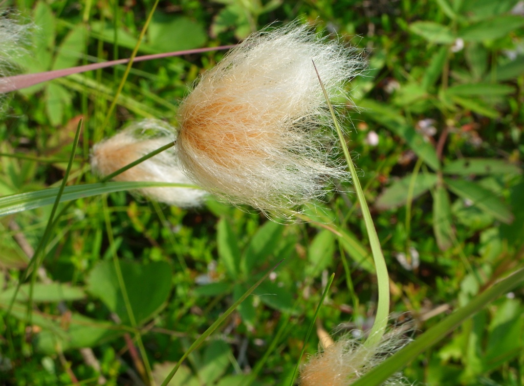 Image of Eriophorum russeolum specimen.