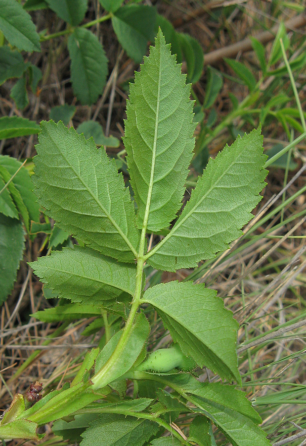 Image of Rosa marginata specimen.