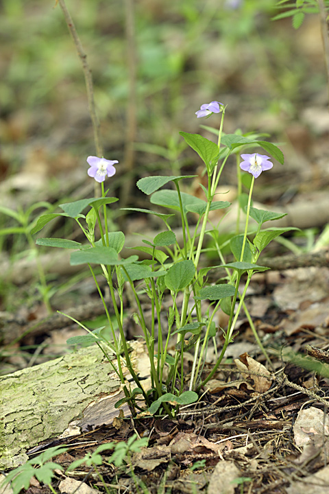 Image of Viola canina specimen.