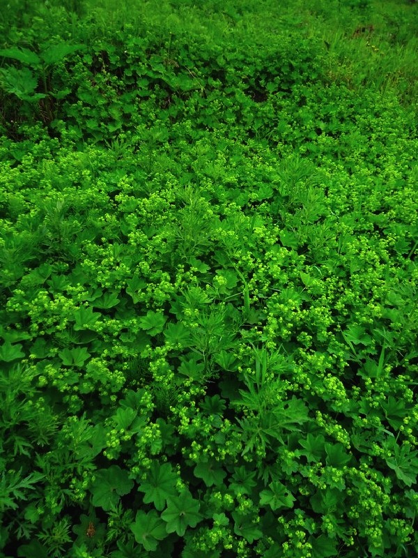 Image of Alchemilla subcrenata specimen.