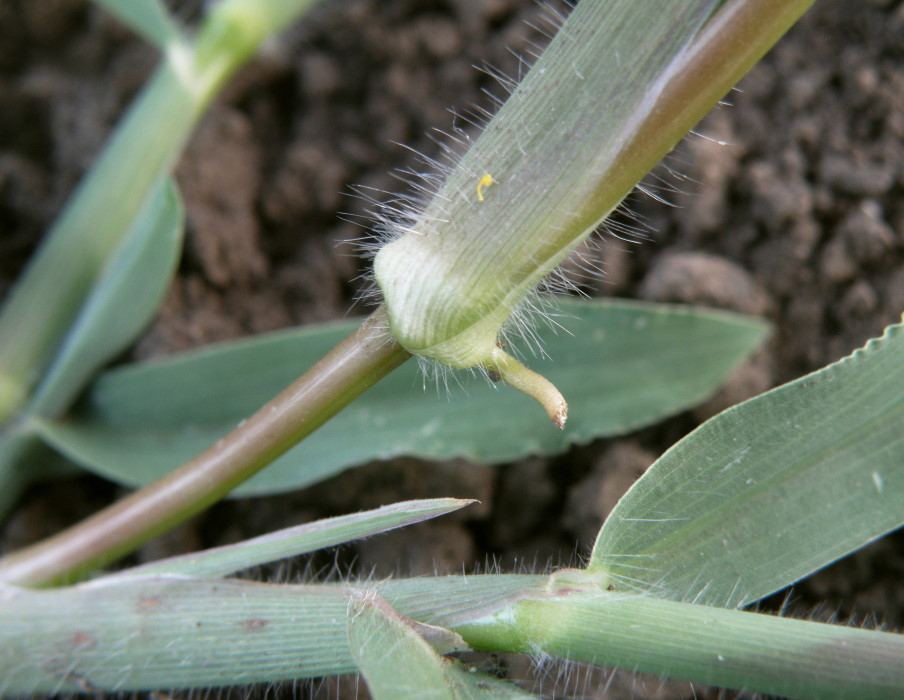 Изображение особи Digitaria sanguinalis.