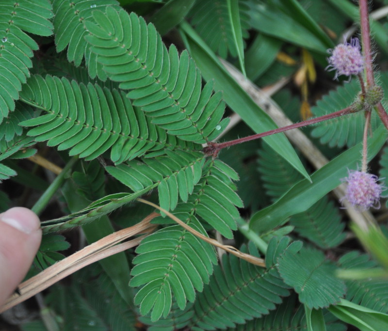 Image of Mimosa pudica specimen.