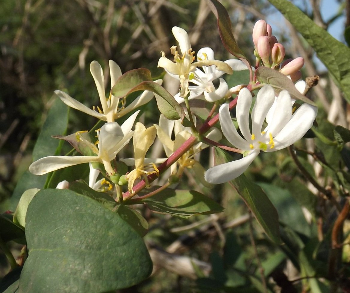 Image of genus Lonicera specimen.