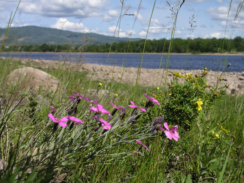 Image of Dianthus chinensis specimen.