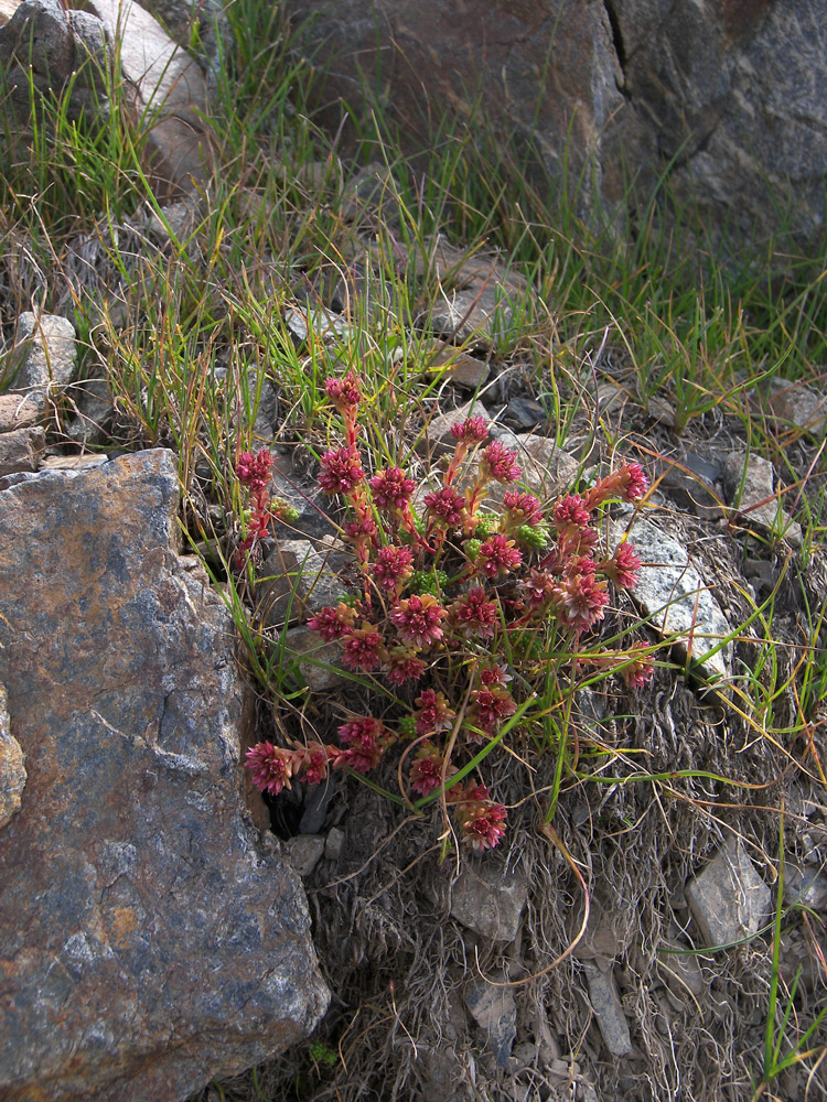 Изображение особи Sedum tenellum.