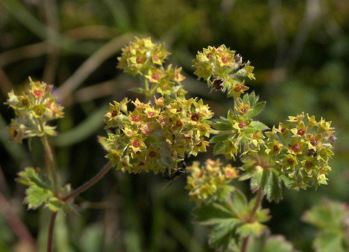 Image of Alchemilla sericata specimen.