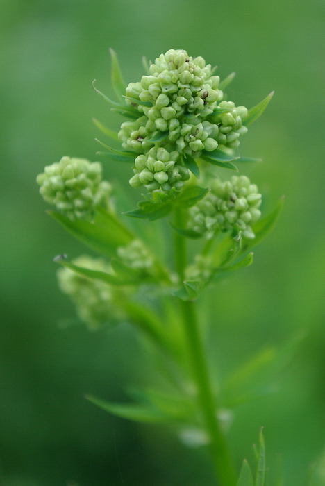 Image of Thalictrum flavum specimen.