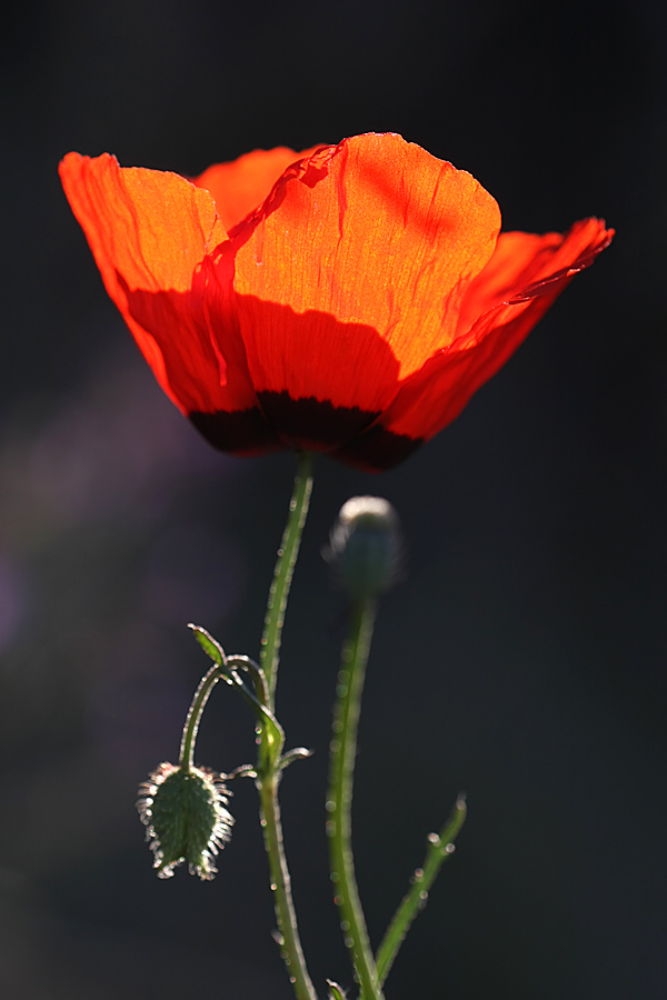 Image of Papaver pavoninum specimen.