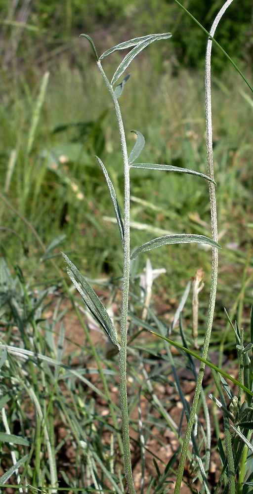 Изображение особи Astragalus pseudotataricus.