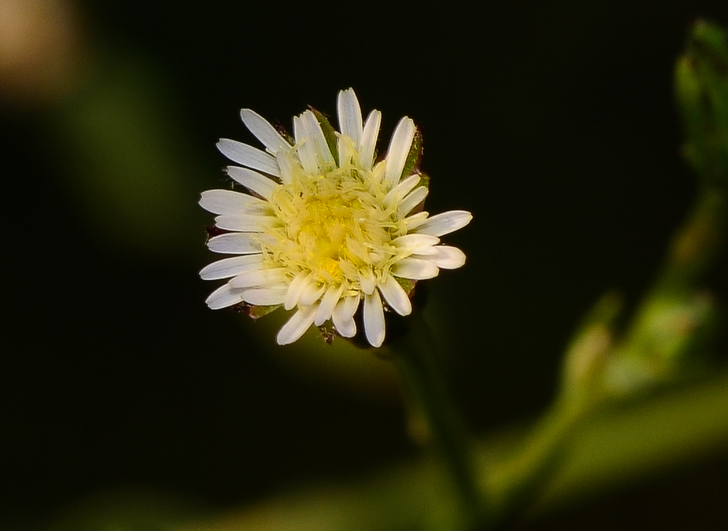 Image of Symphyotrichum subulatum specimen.