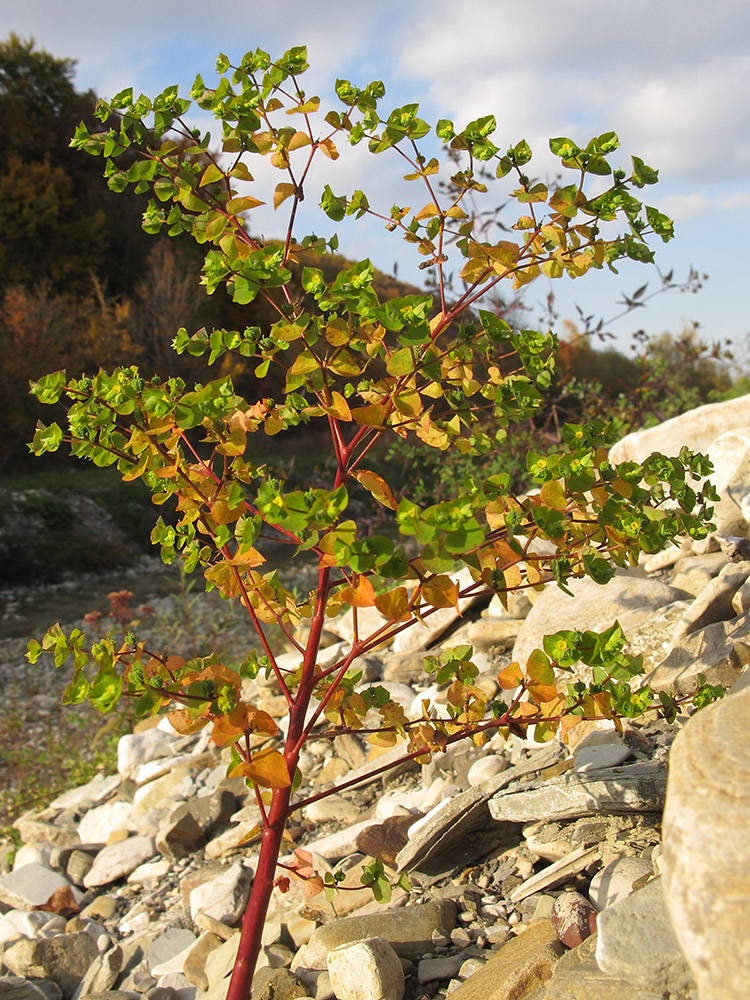 Image of Euphorbia stricta specimen.