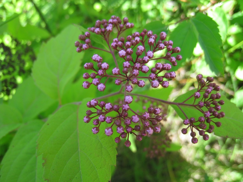 Image of Spiraea japonica specimen.