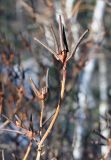 Rhododendron sichotense. Верхушка побега с зимующими листьями. Приморский край, Кавалеровский р-н. 06.01.2014.