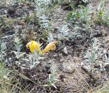 Cymbaria daurica. Цветущее растение. Байкал, о. Ольхон, каменистая степь. 31.07.2013.