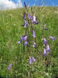 Campanula sibirica. Верхушка цветущего растения. Пермский край, Кунгурский р-н, окр. с. Филипповка, северная часть Кунгурской лесостепи, гора Ледяная, южный склон. 14.06.2013.