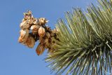 Yucca brevifolia. Верхушка побега с соплодием. США, Калифорния, Joshua Tree National Park. 19.02.2014.