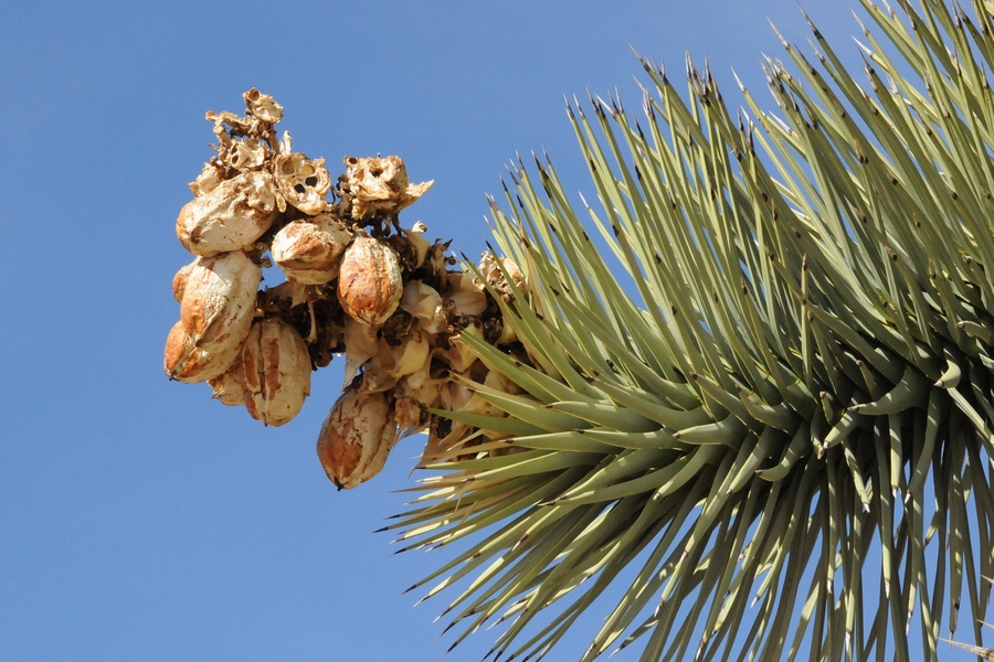 Image of Yucca brevifolia specimen.