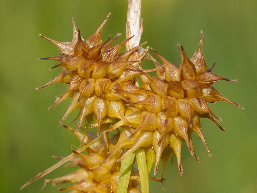 Image of Carex flava specimen.