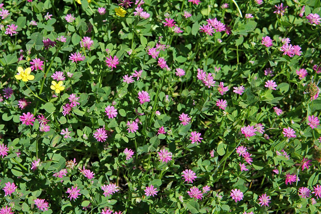 Image of Trifolium resupinatum specimen.