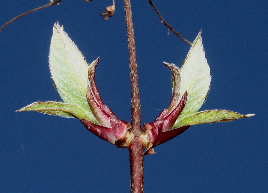 Image of Hydrangea heteromalla specimen.