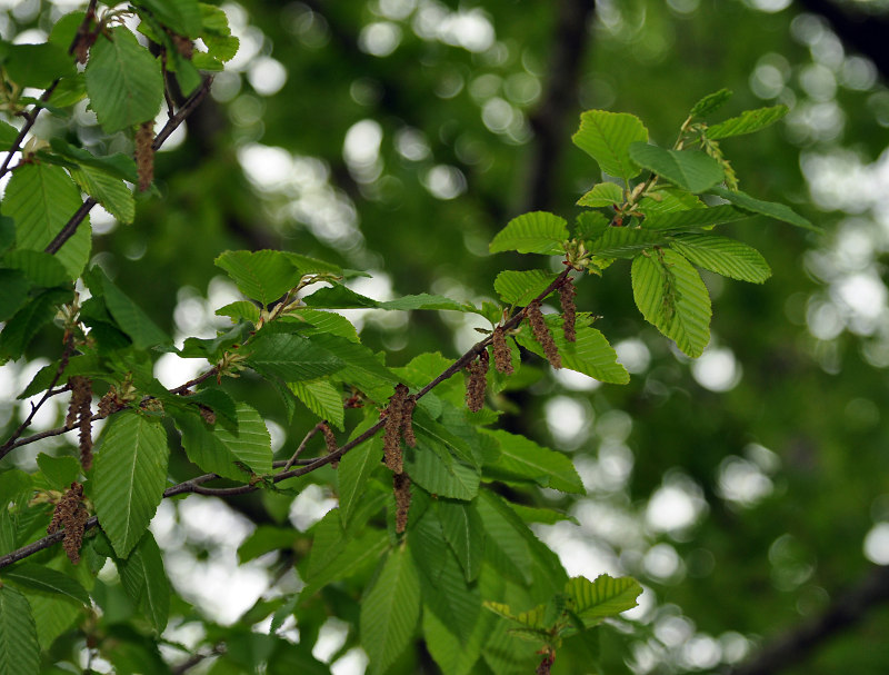 Изображение особи Carpinus betulus.