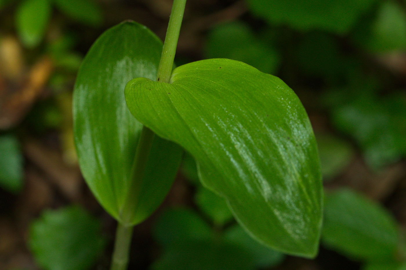 Image of Cephalanthera damasonium specimen.