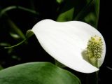 Calla palustris