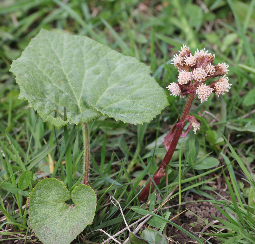 Image of Petasites hybridus specimen.