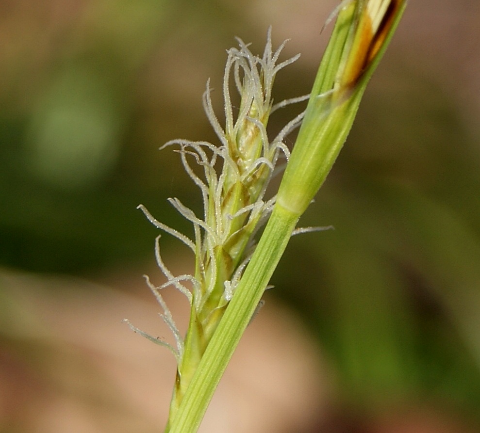 Image of genus Carex specimen.