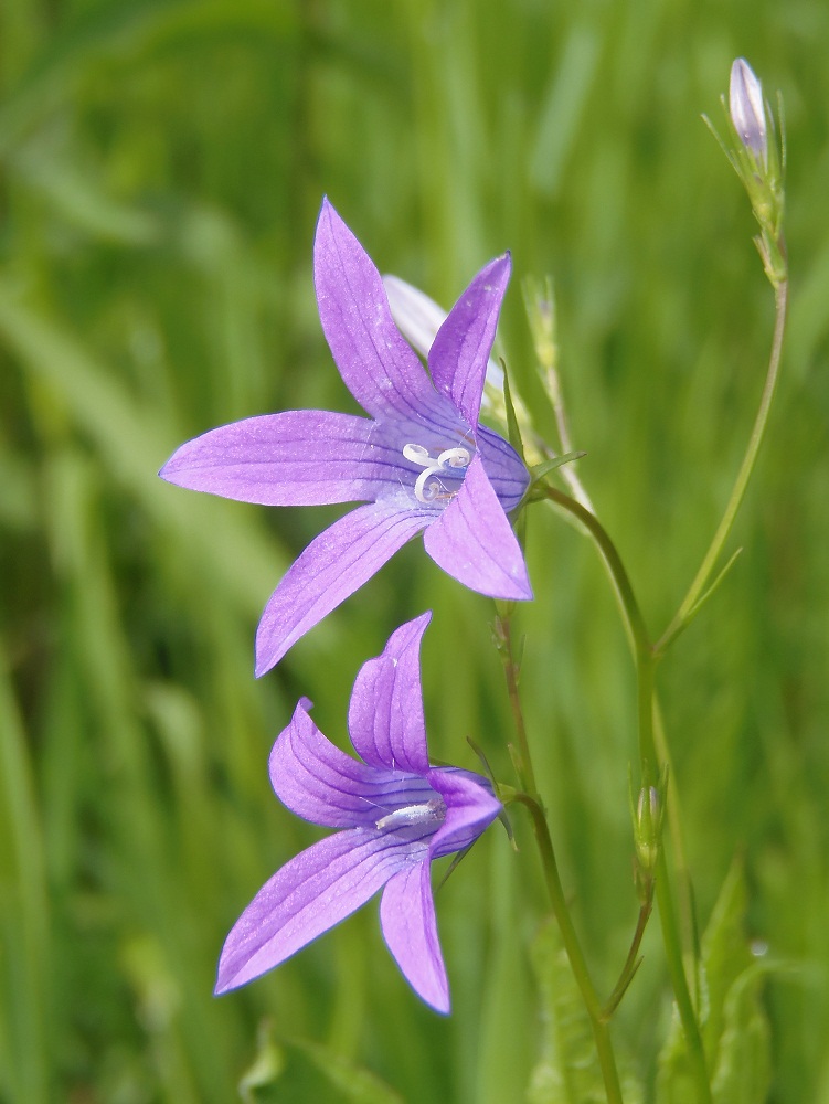 Image of Campanula patula specimen.