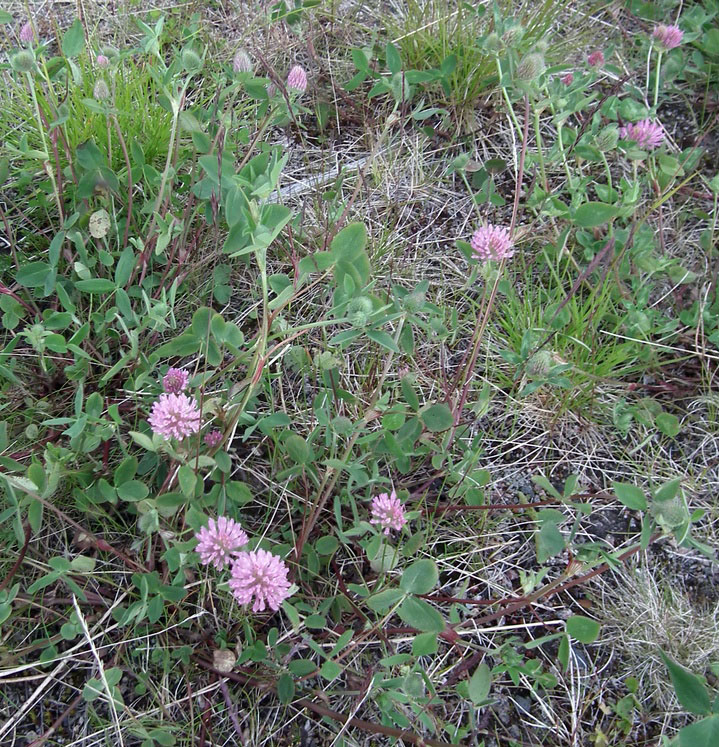 Изображение особи Trifolium pratense.