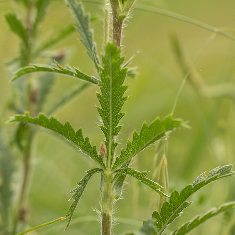 Изображение особи Potentilla recta.