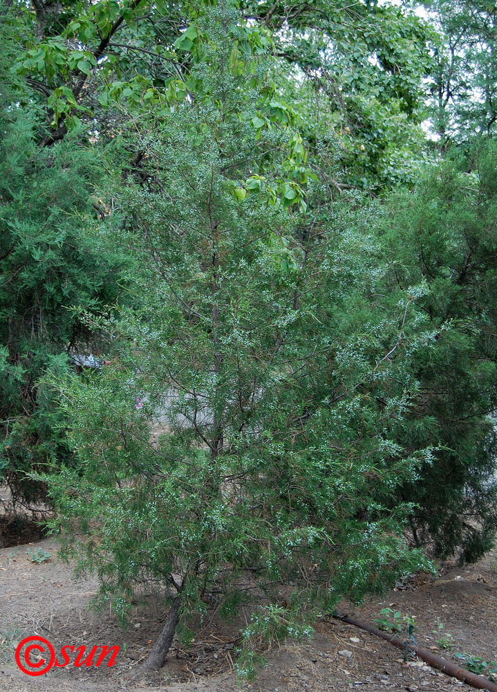 Изображение особи Juniperus virginiana.