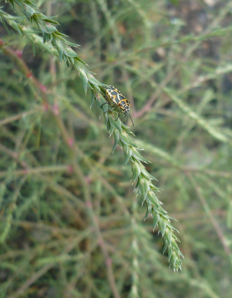 Изображение особи Salsola collina.