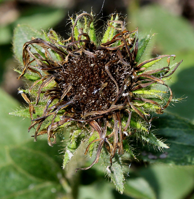 Image of Inula hirta specimen.