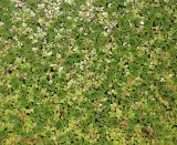 Azolla caroliniana. Растение (вместе с Spirodela polyrhiza и Lemna turionifera с более мелкими листецами), покрывающее поверхность пруда. Киев, Южная Борщаговка. 25 августа 2014 г.