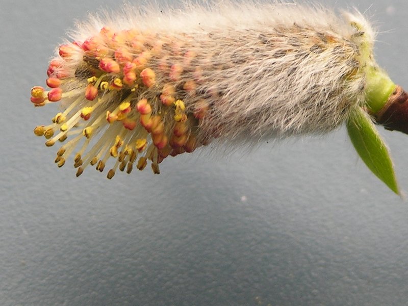 Image of Salix udensis specimen.