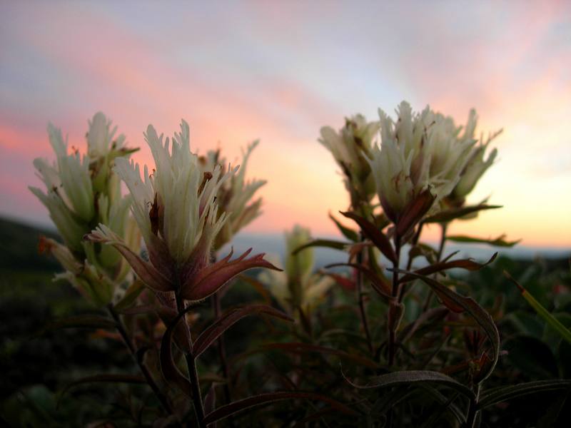 Image of Castilleja pavlovii specimen.