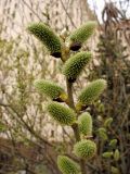 Salix caprea