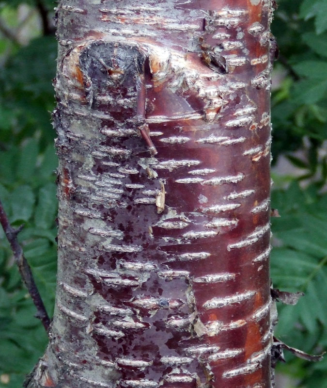 Изображение особи Betula concinna.